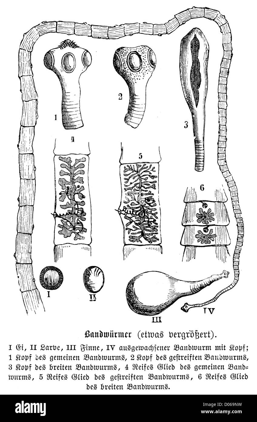 Tapeworms hires stock photography and images Alamy