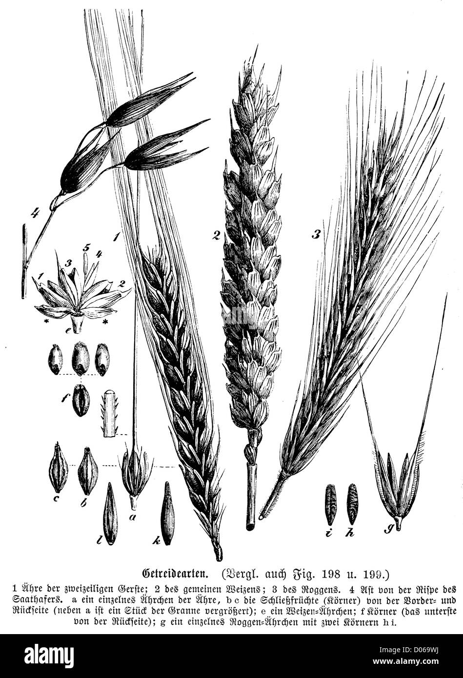 Barley, wheat, rye, oats Stock Photo