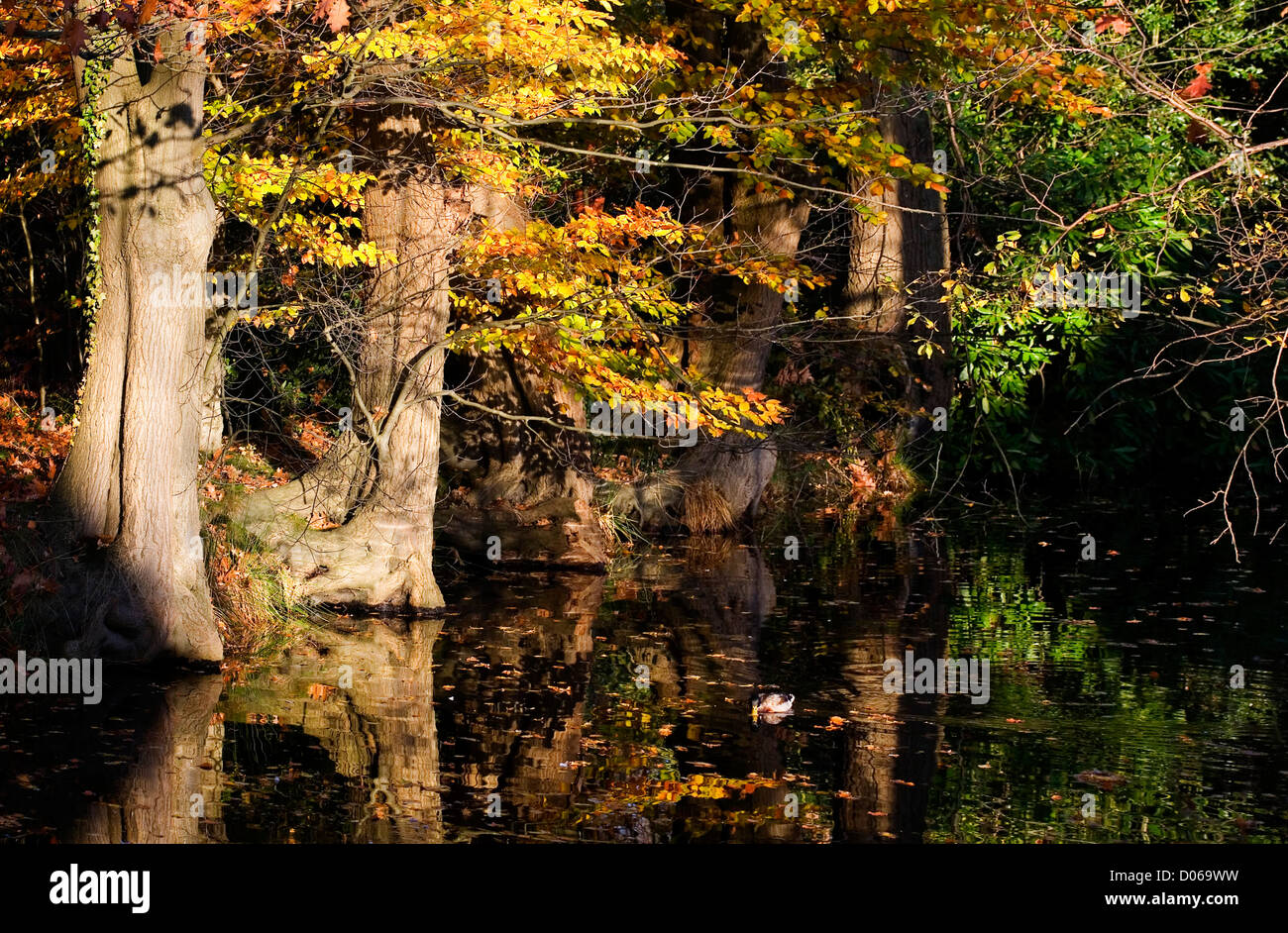 autumn colors in the forest Stock Photo - Alamy
