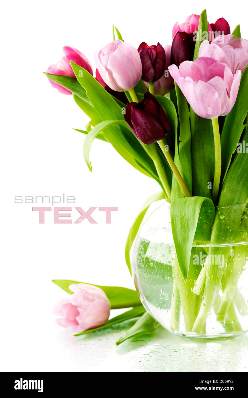 Pink tulips on white background. With sample text Stock Photo - Alamy