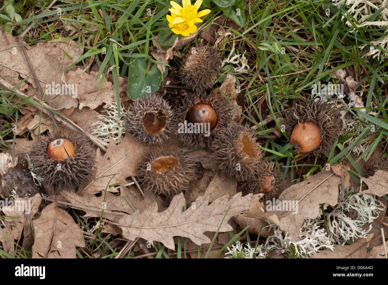 Fallen acorns, cups and leaves of Turkey Oak, Quercus cerris; Greece. Stock Photo