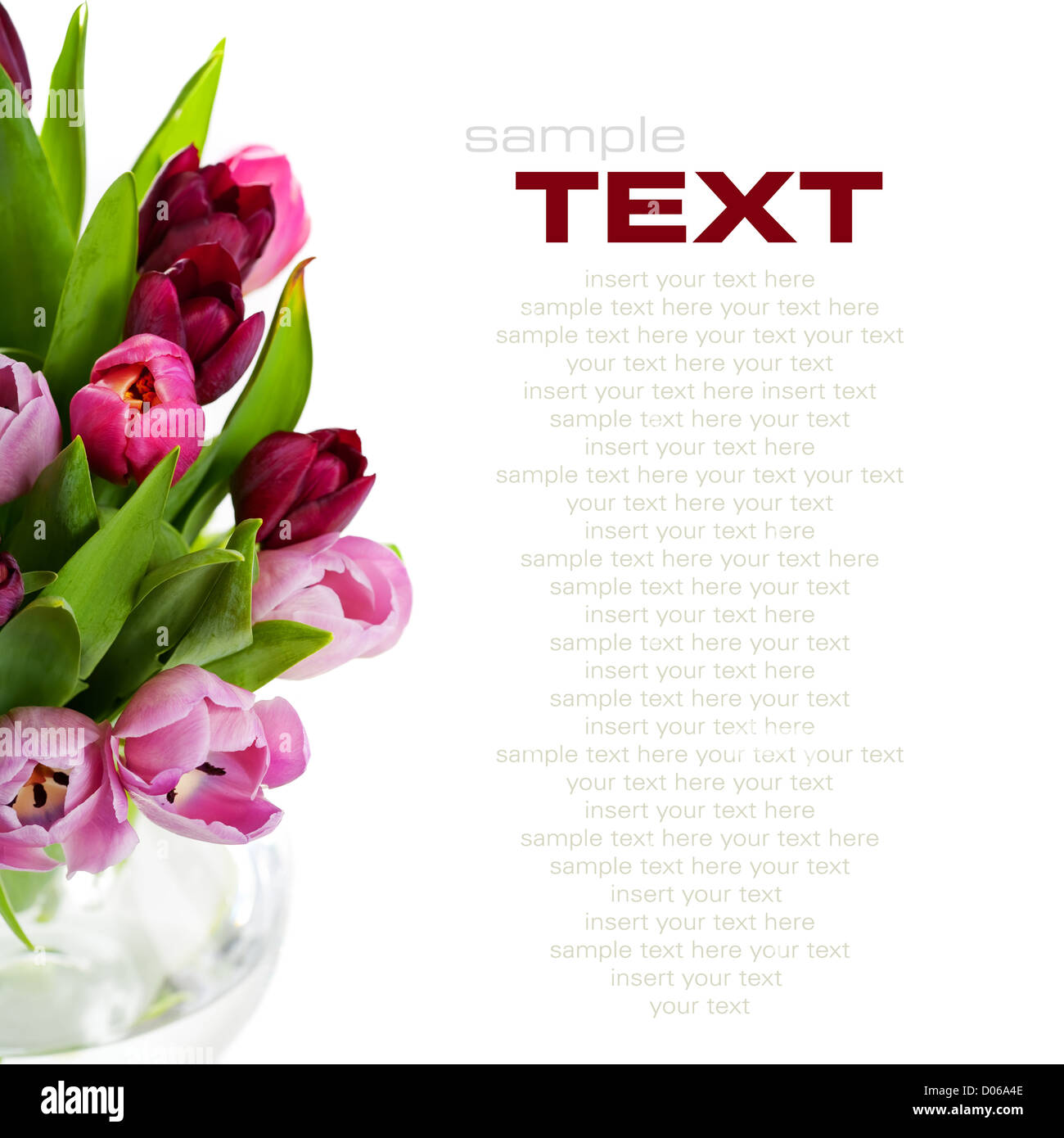 Pink tulips on white background. With sample text Stock Photo - Alamy