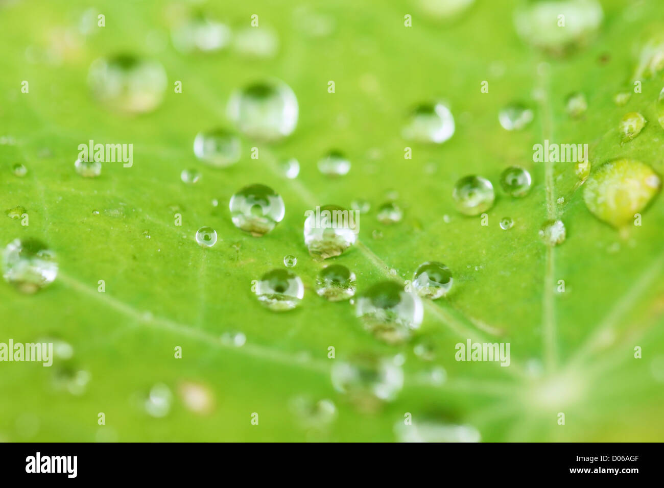 Water droplet on the leaf Stock Photo - Alamy