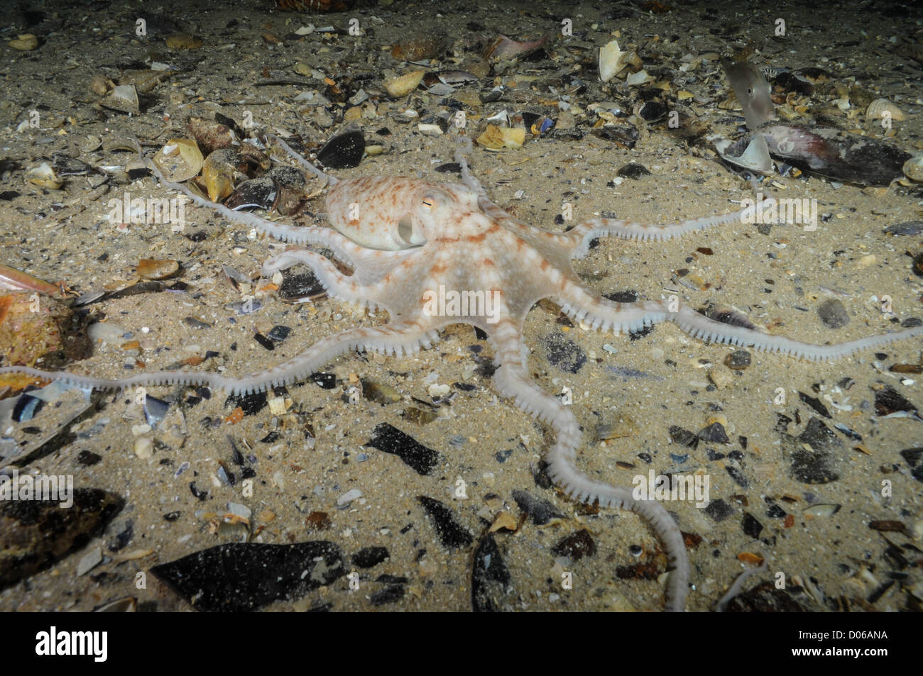 Double Spot Night Octopus. Stock Photo