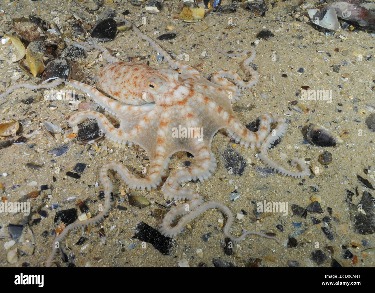 Double Spot Night Octopus. Stock Photo