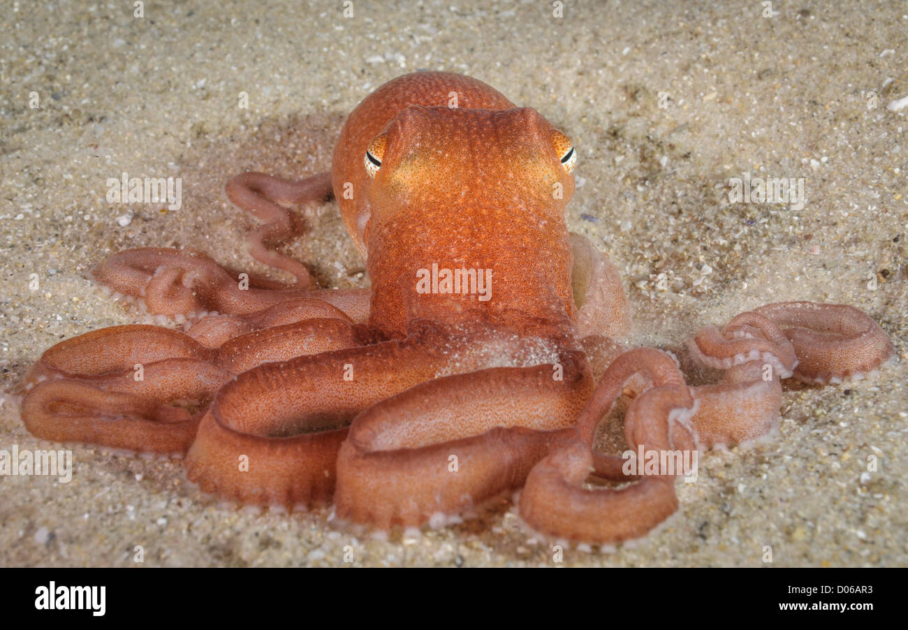 Sand Octopus reclining. Stock Photo