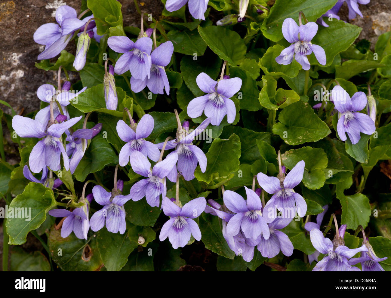 Early dog-violet, Viola reichenbachiana in flower in spring woodland. Stock Photo