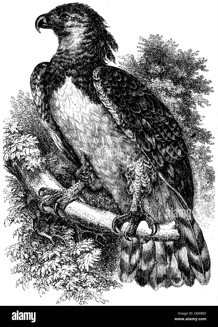 Vintage eagle Black and White Stock Photos & Images - Alamy