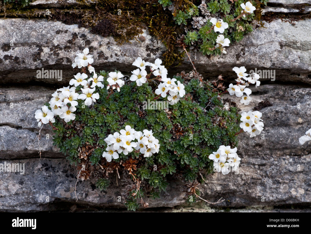 A mountain saxifrage, Saxifraga marginata, on limestone at Vikos Gorge, north-west Greece Stock Photo