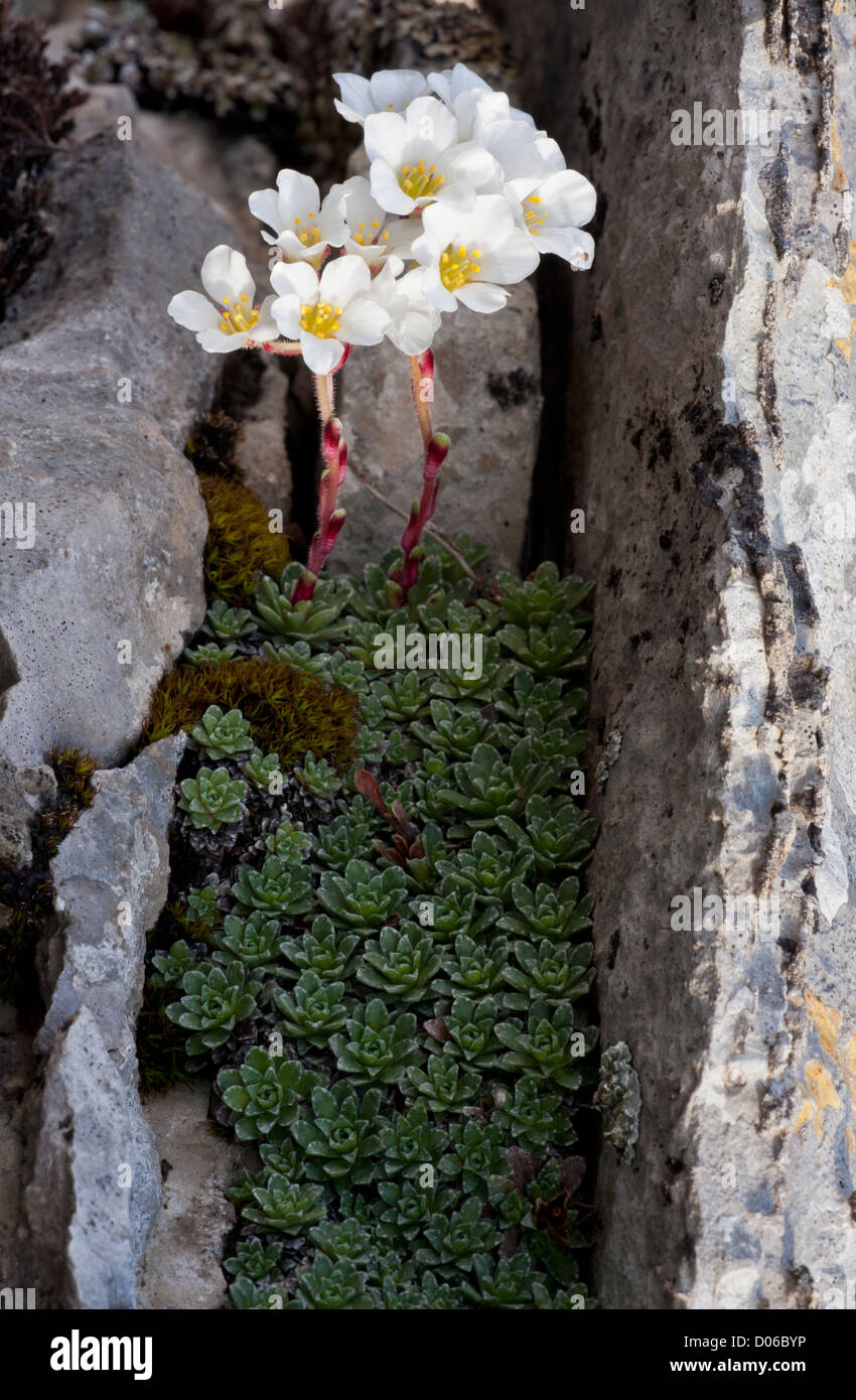 A mountain saxifrage, Saxifraga marginata, on limestone at Vikos Gorge, north-west Greece Stock Photo
