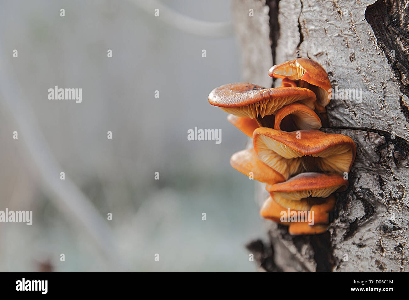 Photo of mushrooms on a tree trunk Stock Photo - Alamy