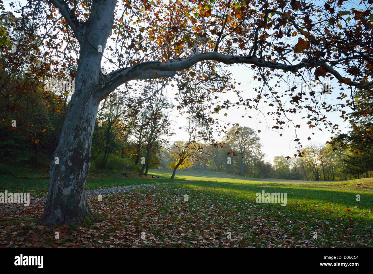 Big leaf maple tree leaves hi-res stock photography and images - Alamy