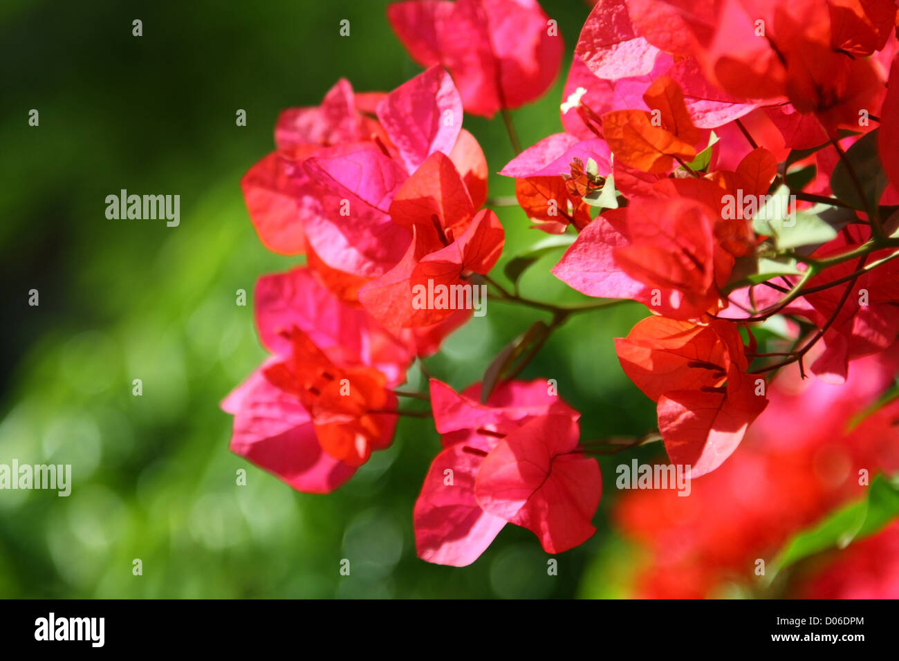 Azalea under sunshine Stock Photo - Alamy