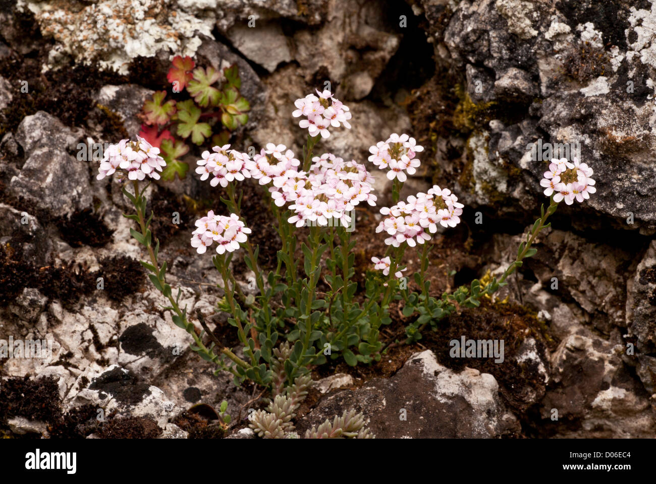Burnt candytuft, Aethionema saxatile in flower on limestone rocks, Parnassus. Stock Photo
