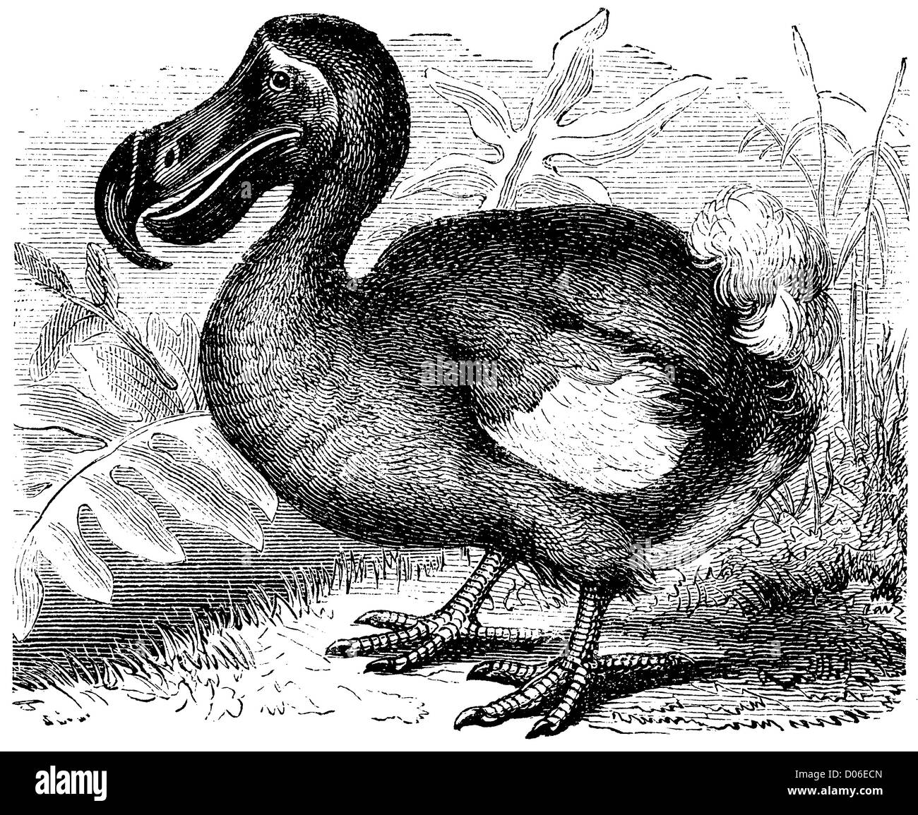 Dodo hi-res stock photography and images - Alamy