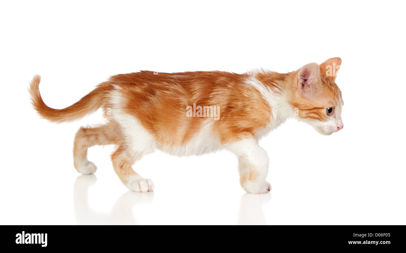 Adorable little cat isolated on white background Stock Photo - Alamy