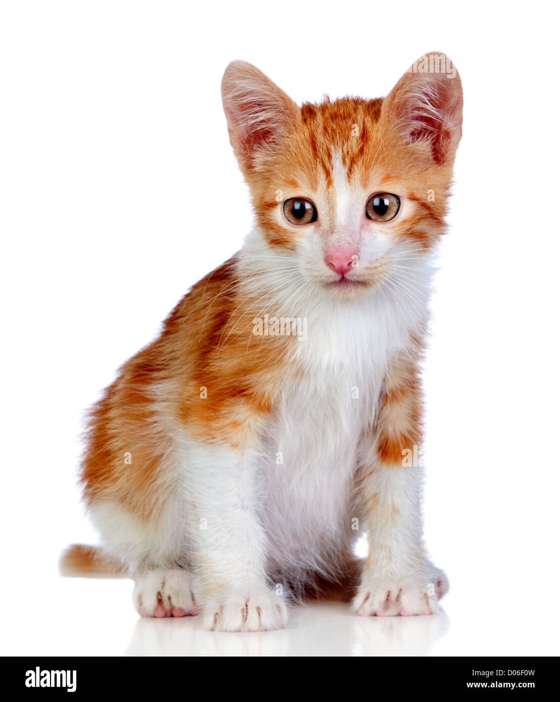 Adorable little cat isolated on white background Stock Photo - Alamy
