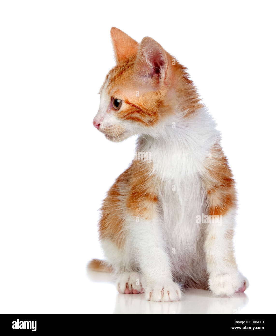 Adorable little cat isolated on white background Stock Photo - Alamy