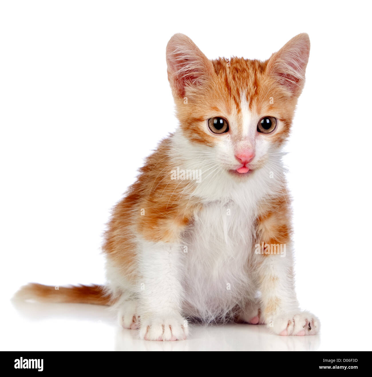 Adorable little cat isolated on white background Stock Photo - Alamy