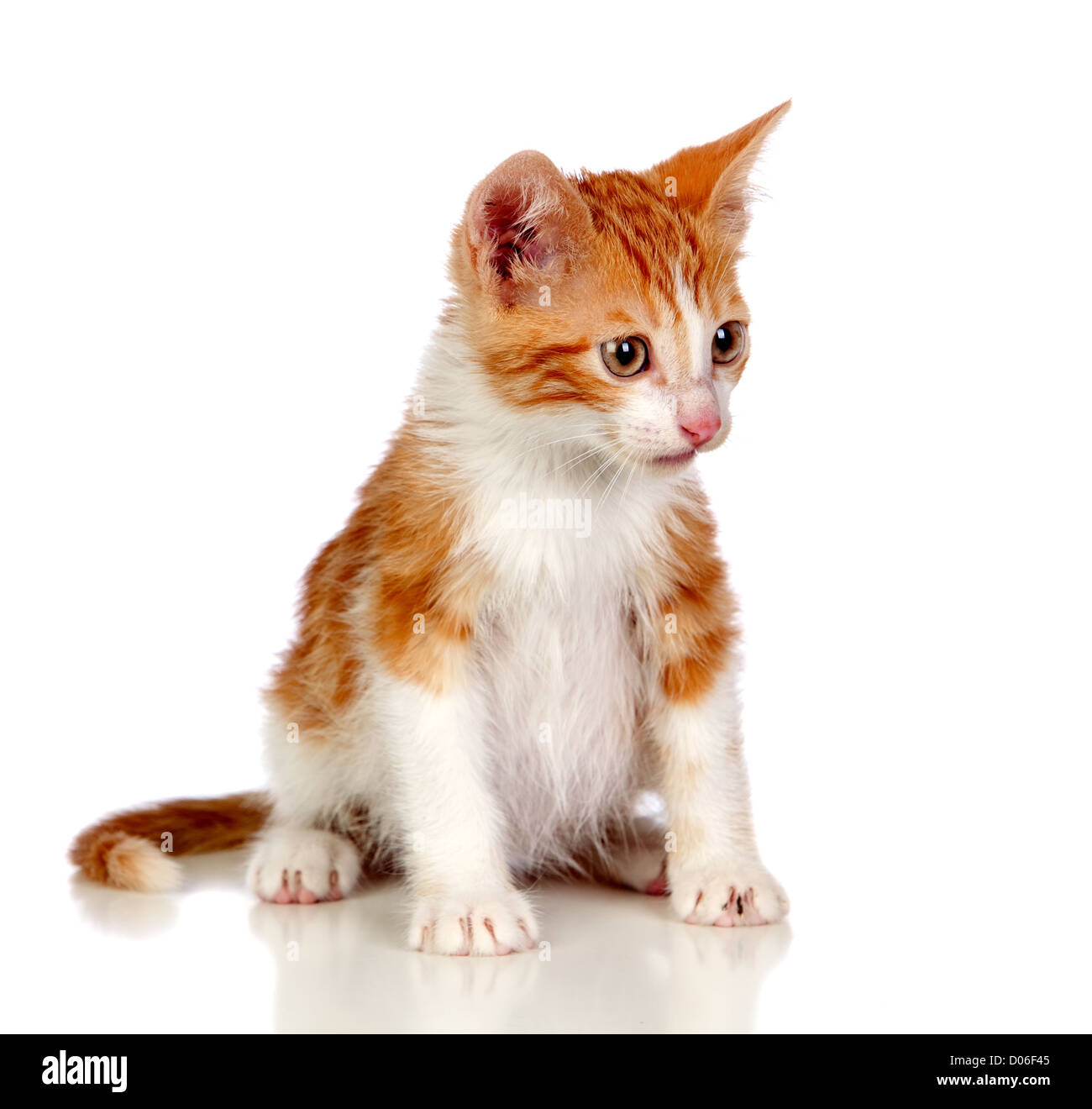 Adorable little cat isolated on white background Stock Photo - Alamy