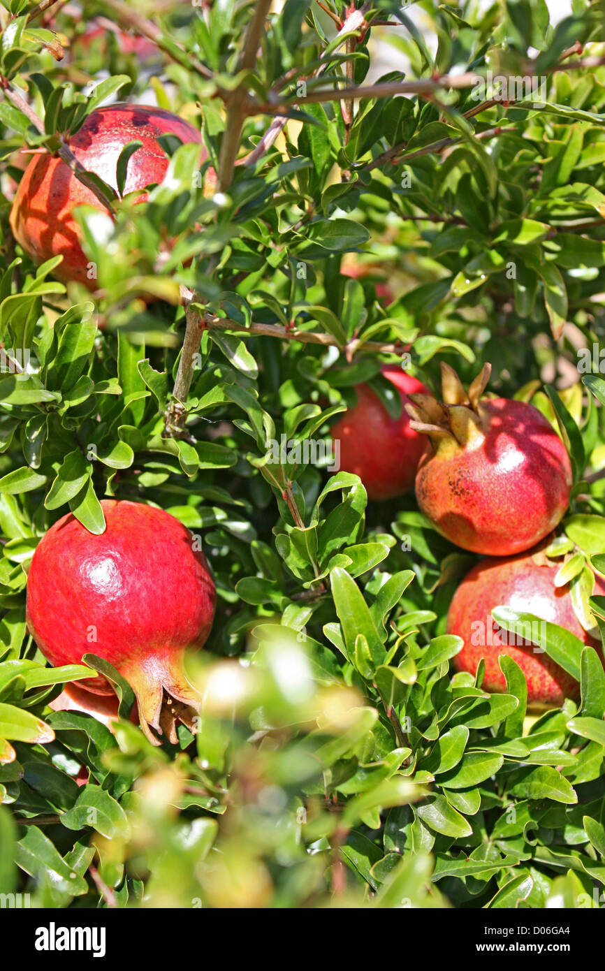 A pomegranate tree in Portugal Stock Photo - Alamy