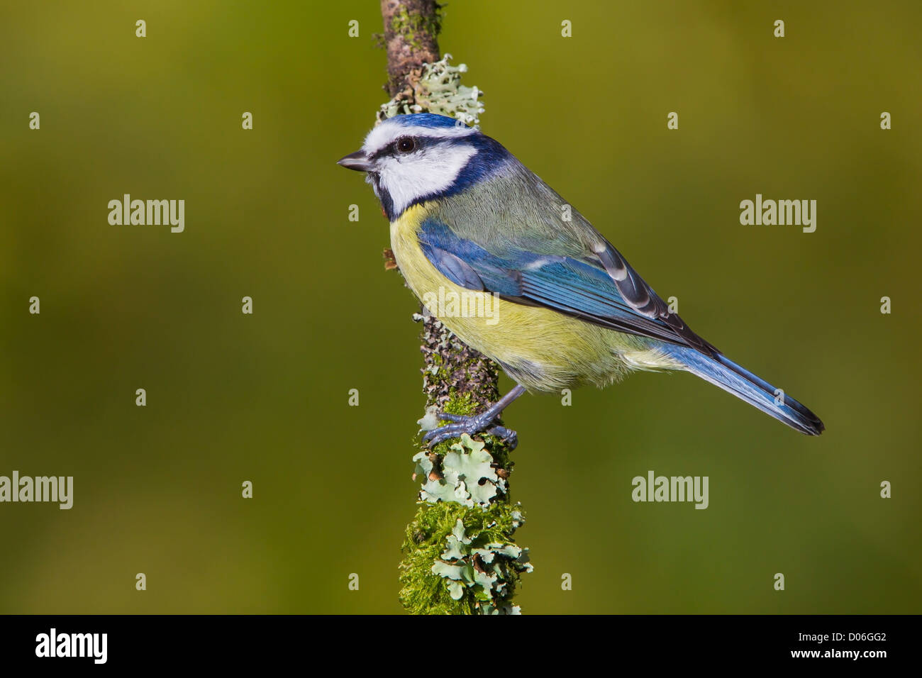 BLUE TIT ON A LICHEN COVERED BRANCH Stock Photo
