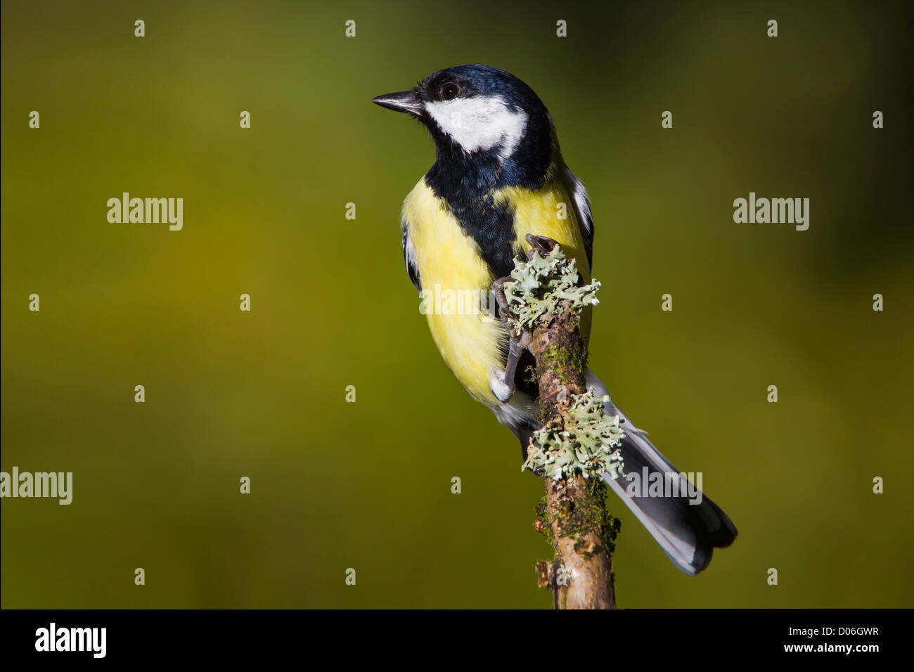 GREAT TIT ON A LICHEN COVERED BRANCH Stock Photo