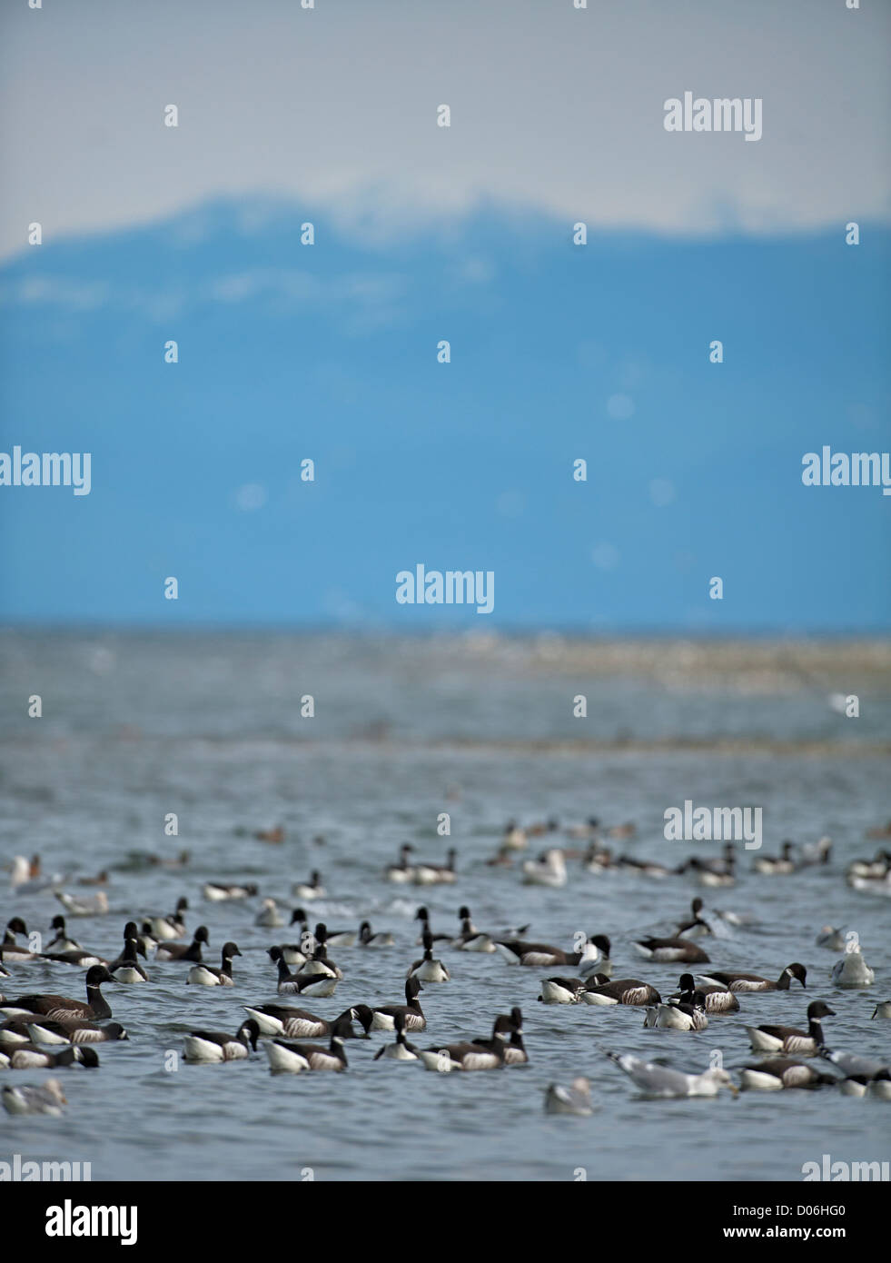 Goose nesting islands hi-res stock photography and images - Alamy
