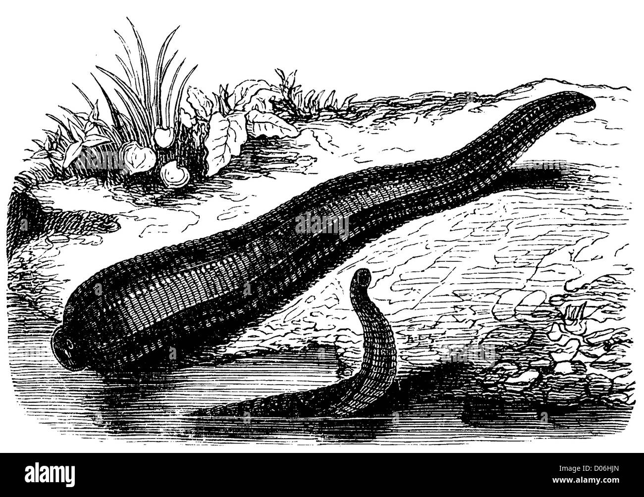 Medical zoology hires stock photography and images Alamy