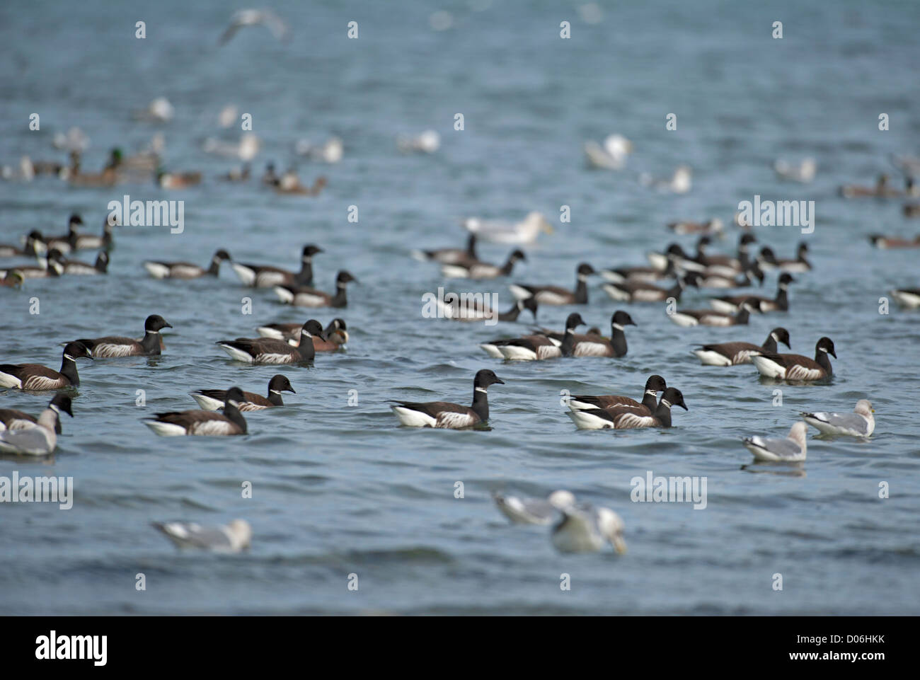 Goose nesting islands hi-res stock photography and images - Alamy
