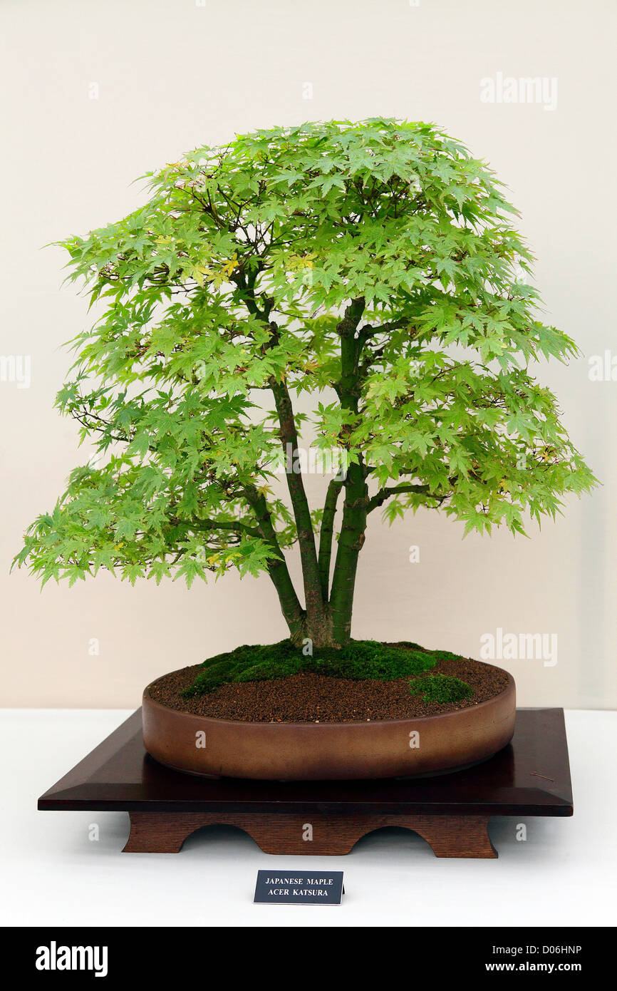 Delicate JAPANESE MAPLE Bonsai Tree Acer Katsura set against a light background. Stock Photo