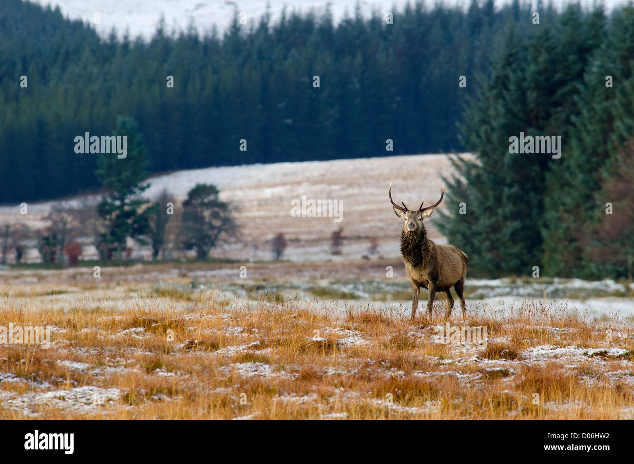 Red deer stag photographed in the Cairngorms the Scottish highlands  Cervus elaphus Stock Photo