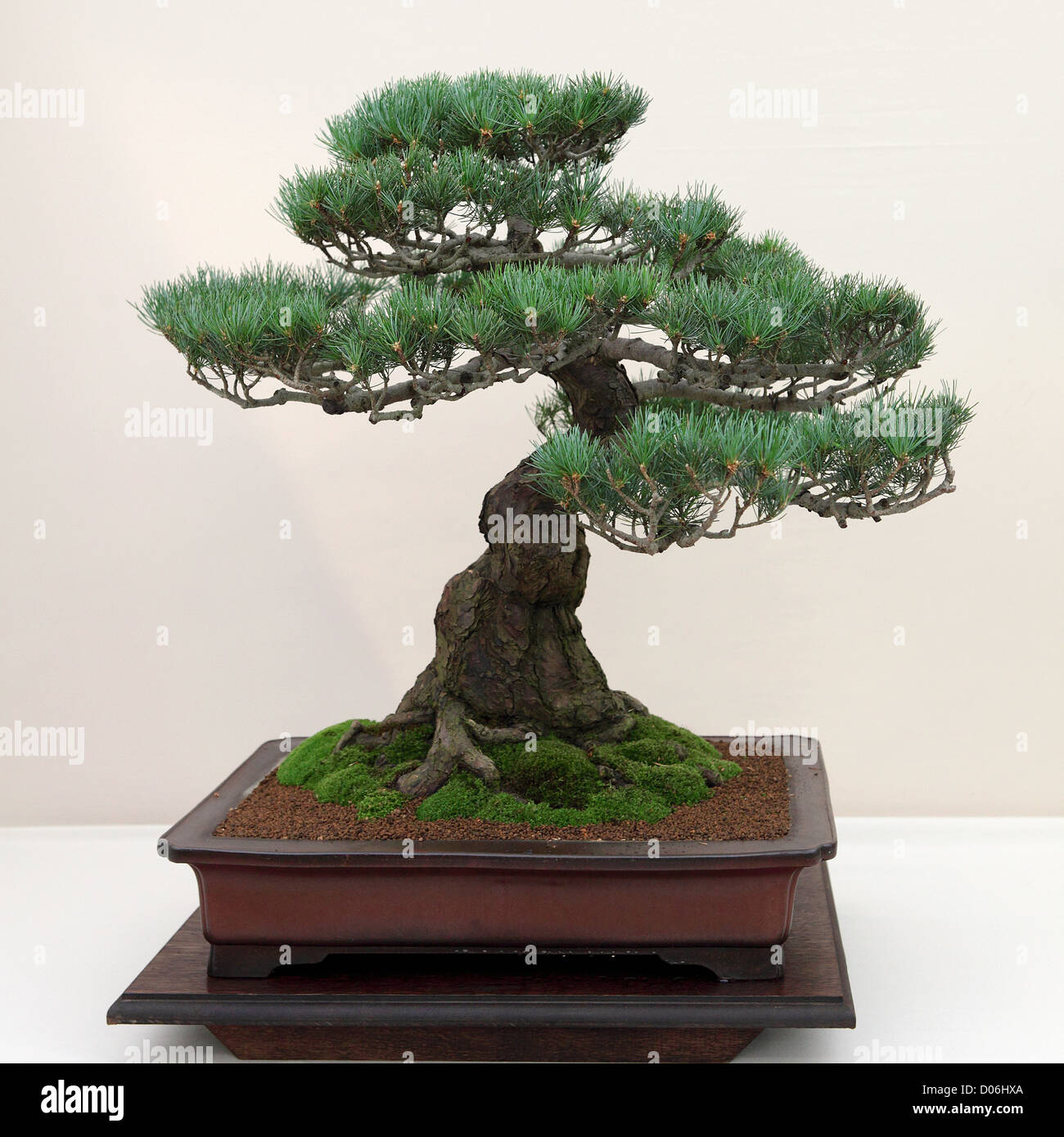 Delicate WHITE PINE Bonsai Tree Pinus Parviflora set against a light background. Stock Photo
