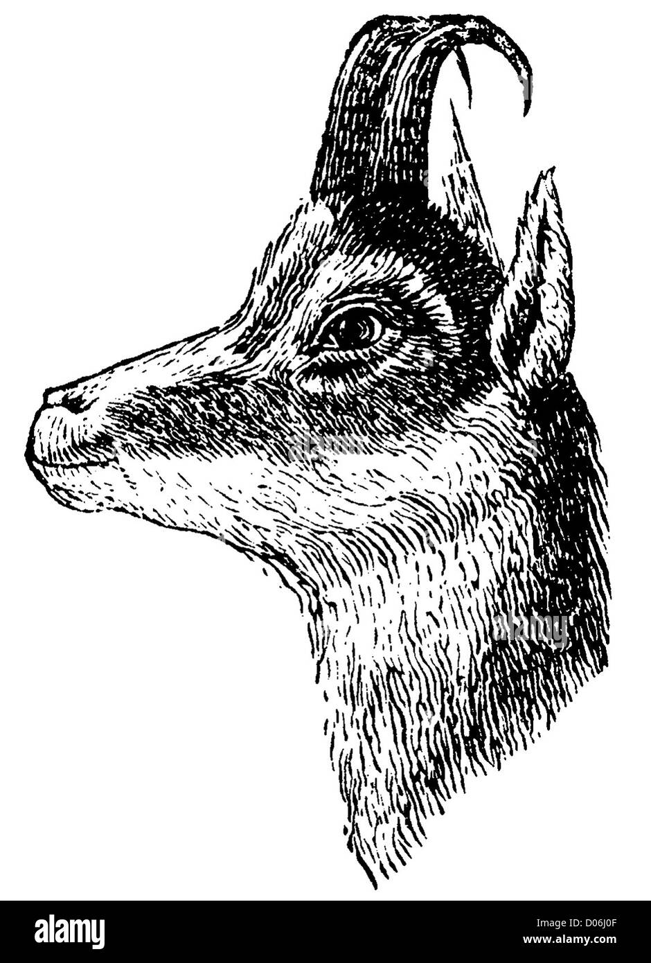 Black chamois hires stock photography and images Alamy
