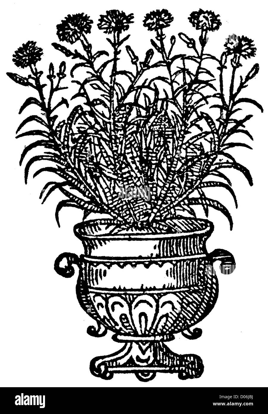 Illustration plants in pot Black and White Stock Photos & Images Alamy