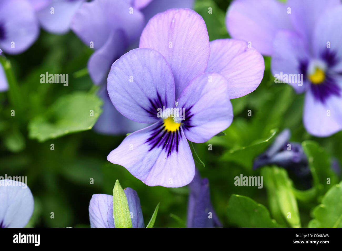 Purple flowers background Stock Photo - Alamy