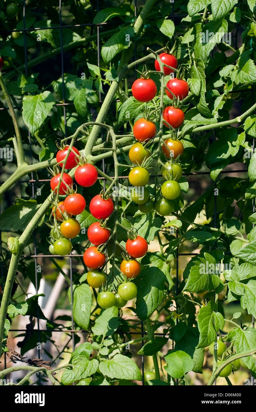 Tomato trellis hires stock photography and images Alamy