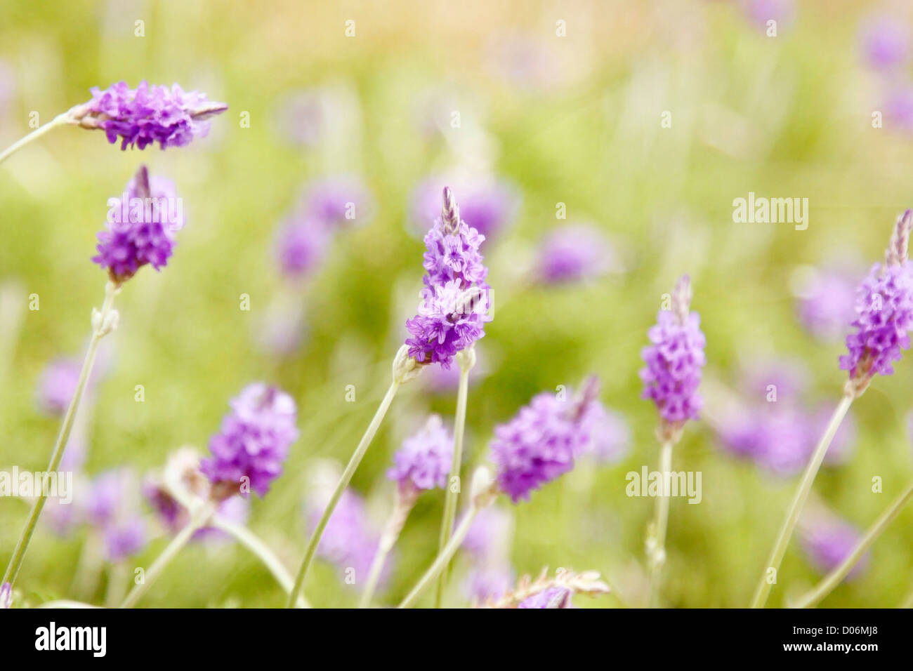 Backdrop of grasses hi-res stock photography and images - Alamy