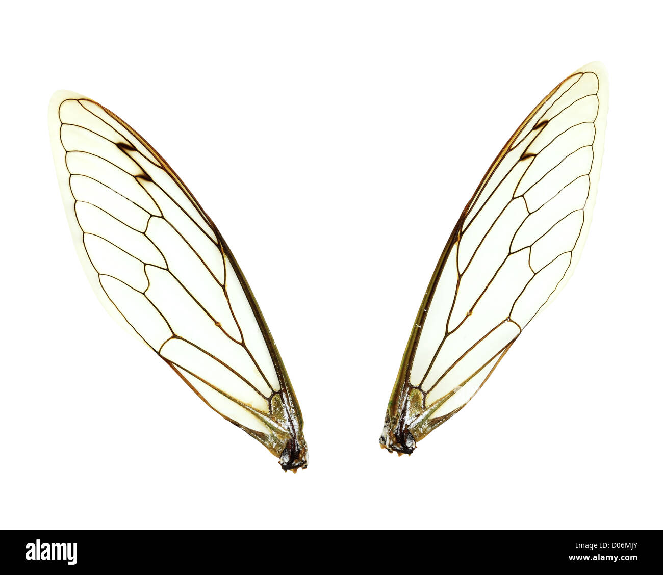 Two seperate Cicada (Jar FLy) wings isolated over a white background with clipping path included. Stock Photo