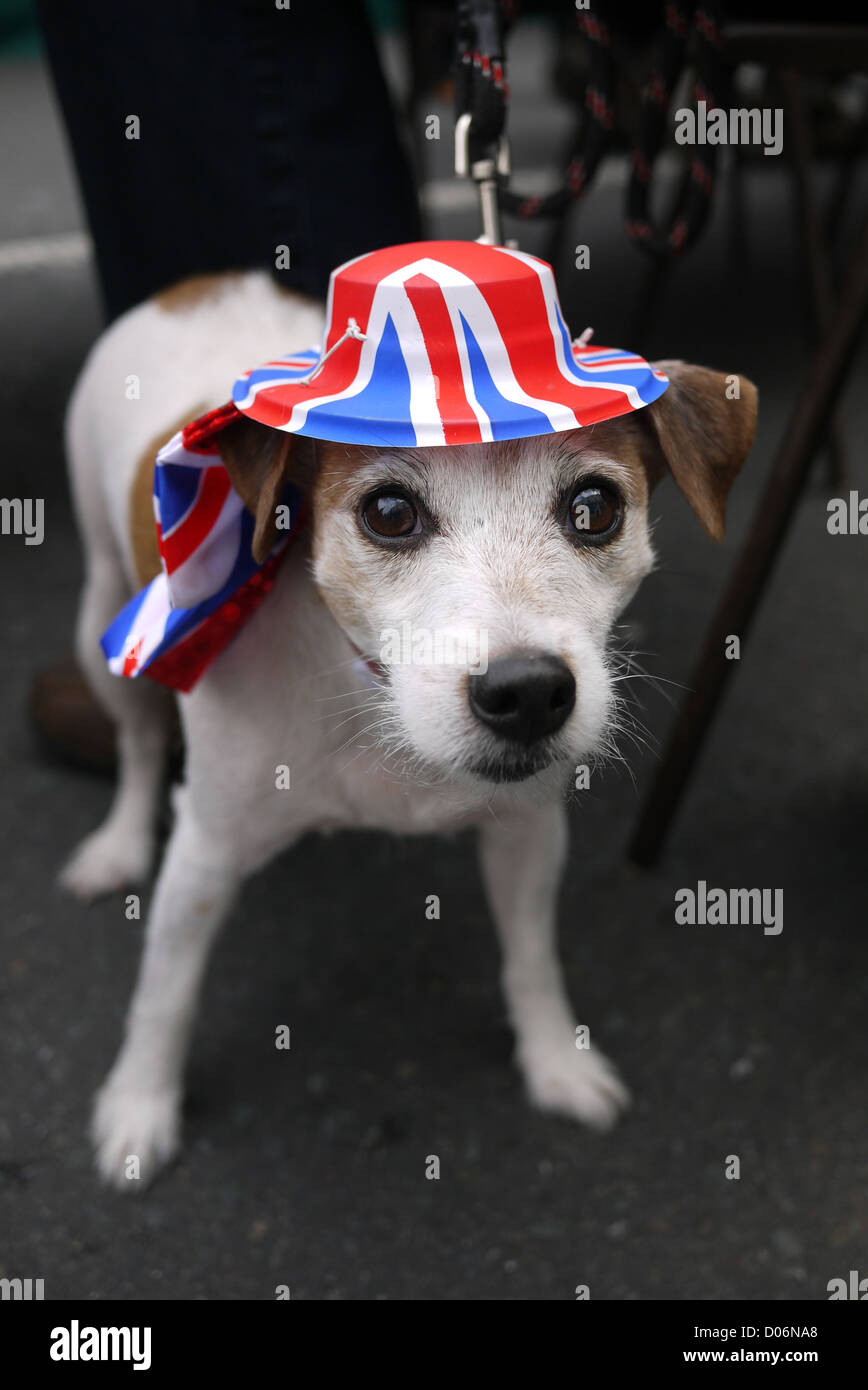 small dog wearing a union jack hat Stock Photo