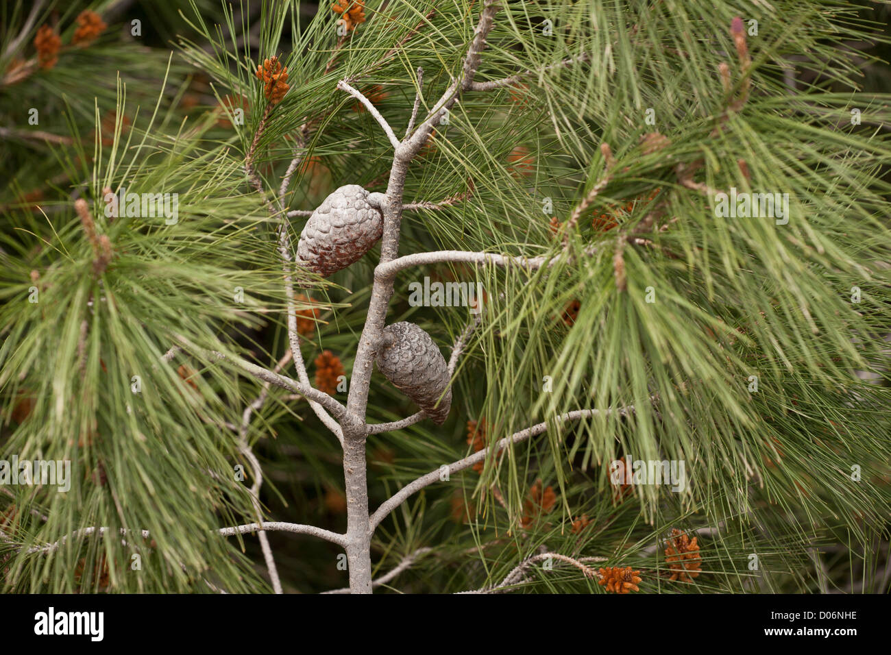 Calabrian Pine, Pinus brutia - needles and cones. Delphi, Greece. Stock Photo