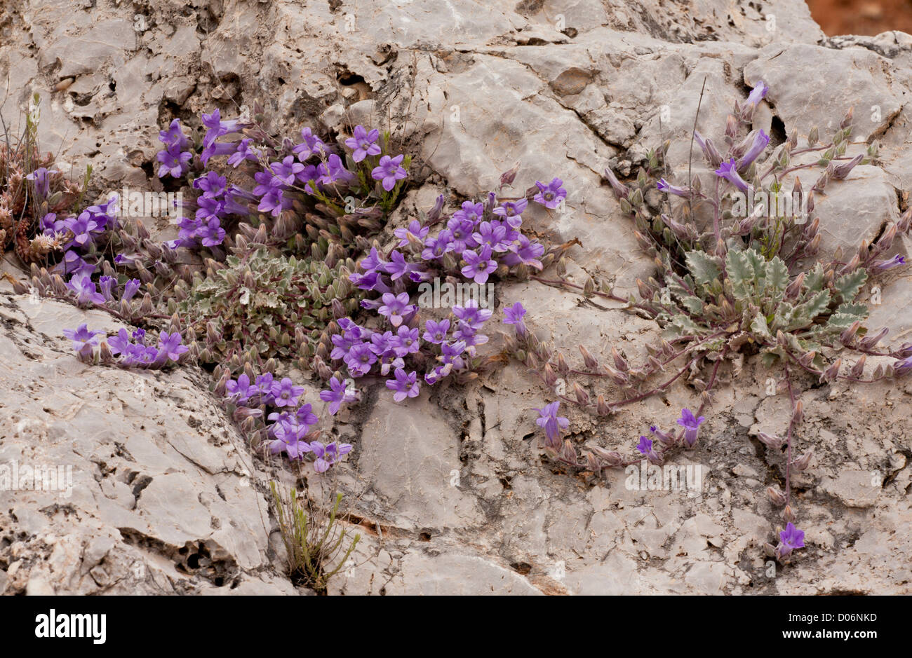 An endemic biennial bellflower, Campanula topaliana ssp. delphica on limestone at Delphi, Greece Stock Photo