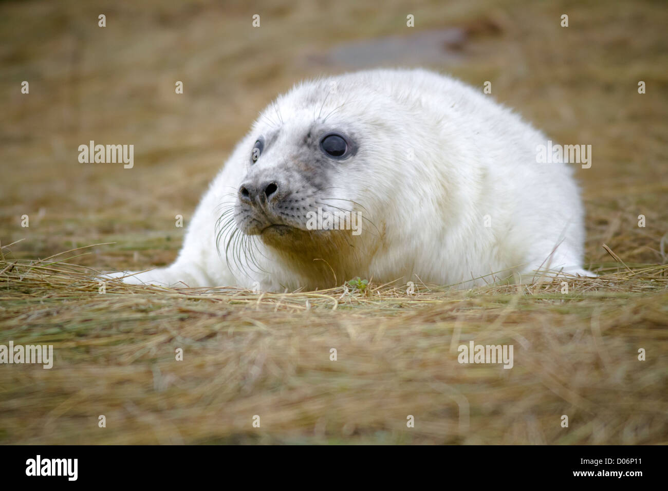 A baby Grey Seal waiting on a Lincolnshire beach for the return of its