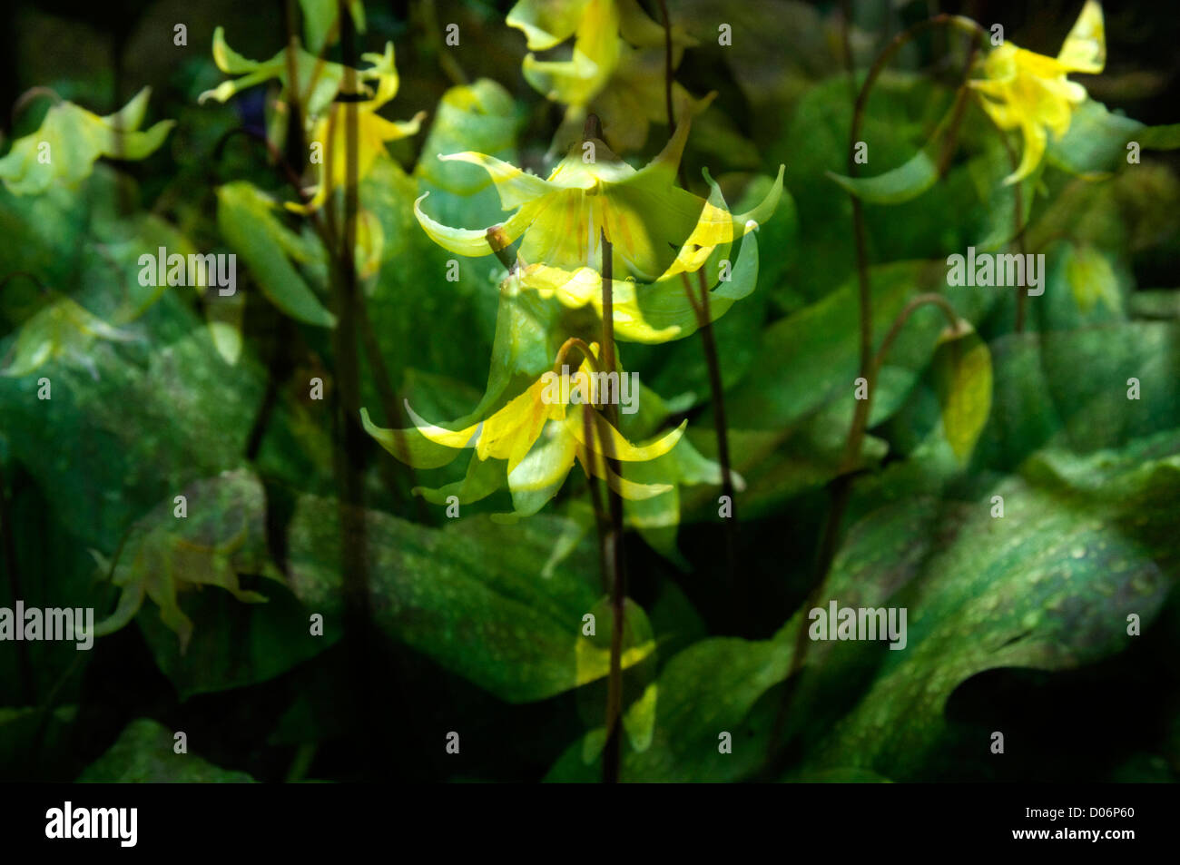 Yellow Dog's Tooth Violet flowers in a composite montage image Stock Photo