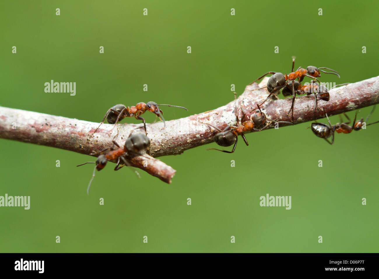 Wood ants (Formica rufa) moving along a woodland branch Stock Photo