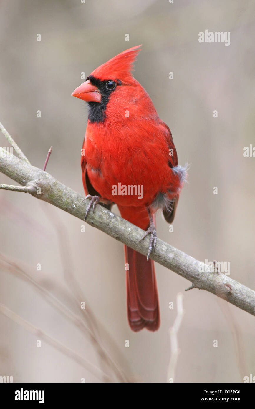 A Red Bird, The Northern Cardinal, Male In Winter, Cardinalis cardinalis Stock Photo