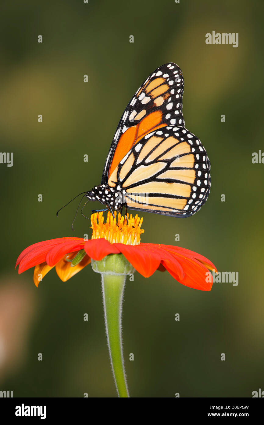 a Monarch Butterfly On A Red Flower, Danaus plexippus Stock Photo - Alamy