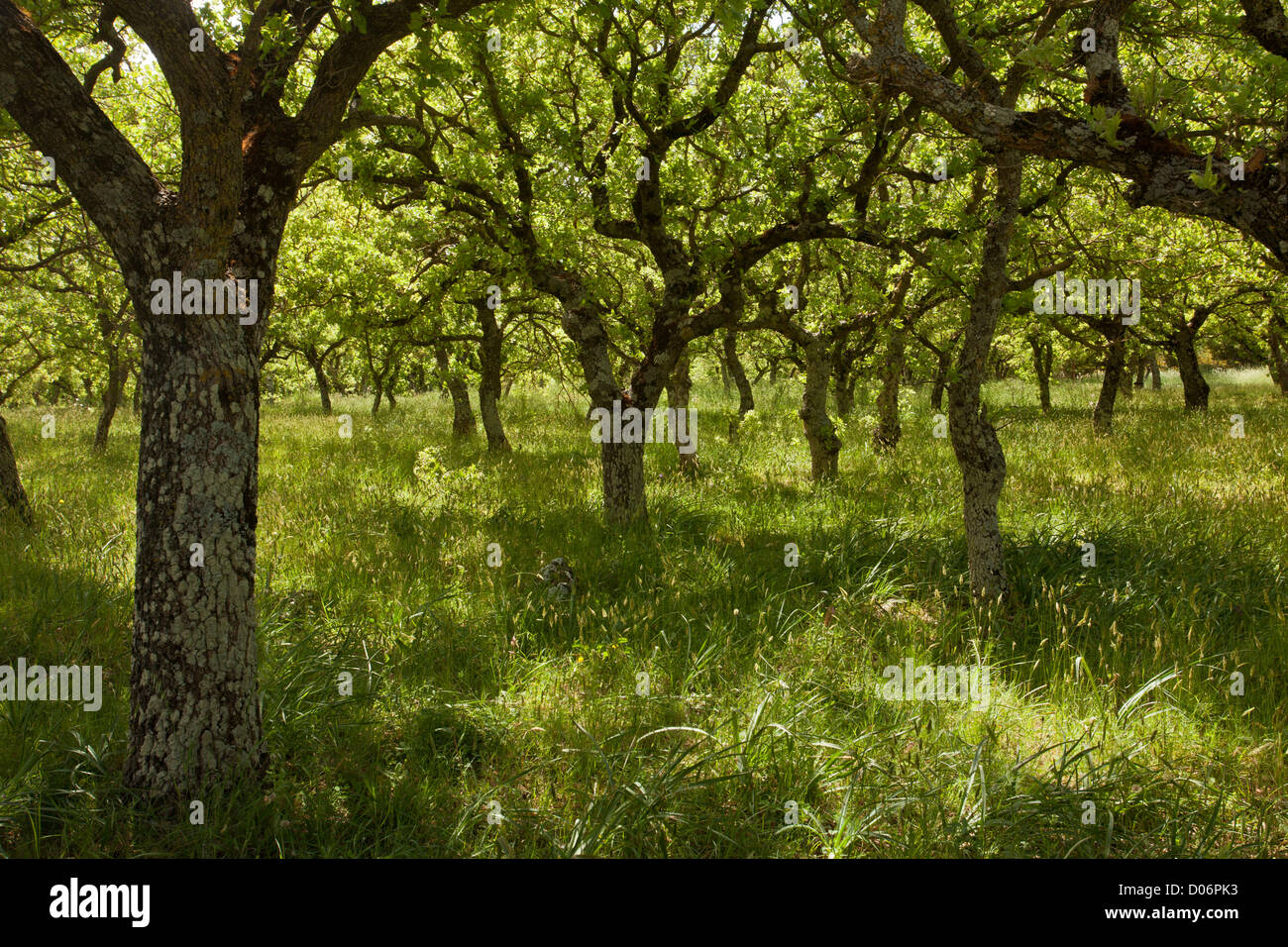 Valonia Oak, Quercus ithaburensis {=Q. aegilops or Q. macrolepis) on Crete, Greece. Stock Photo