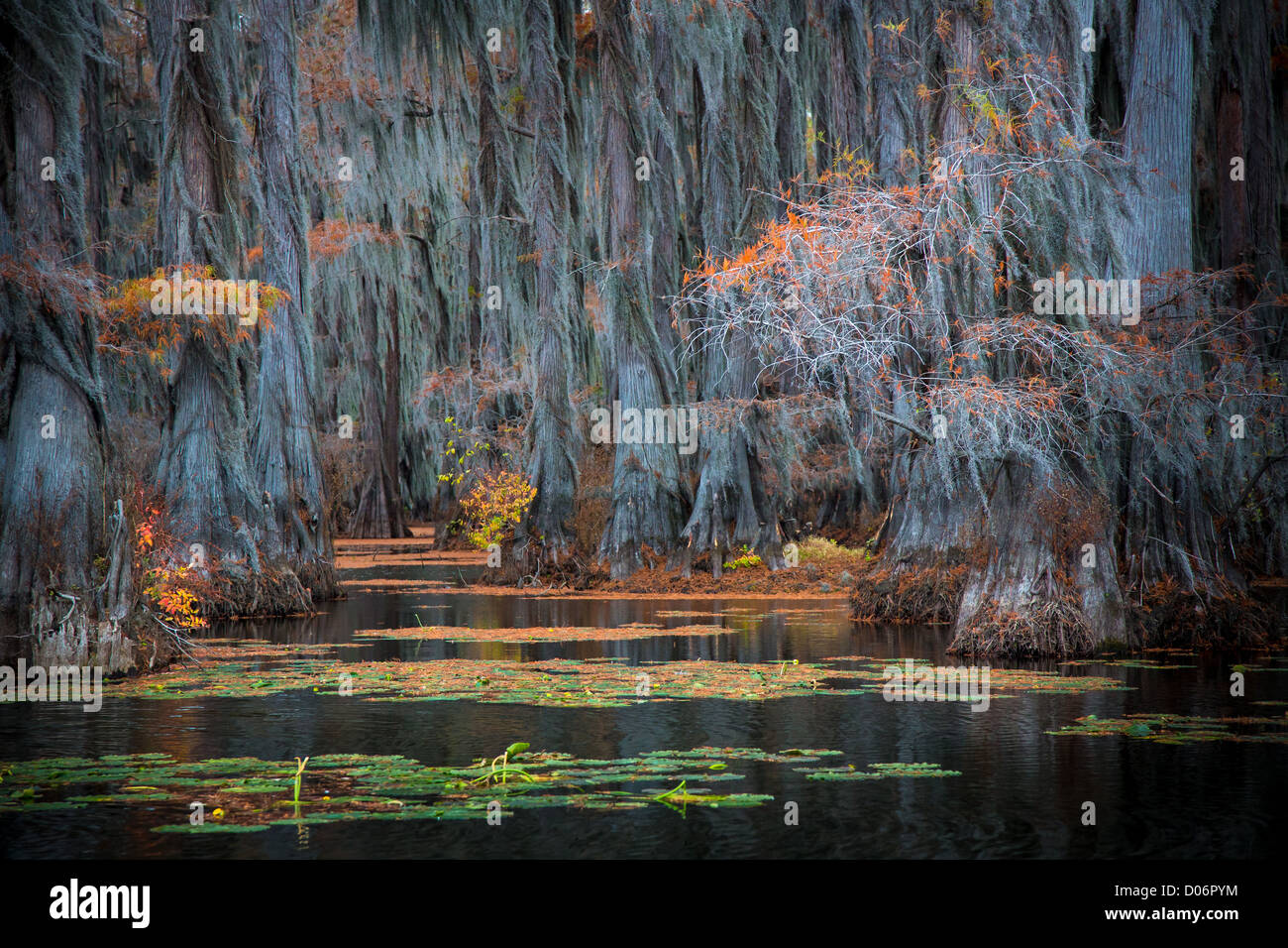 Cypress trees in fall color at Caddo Lake State Park, Texas Stock Photo