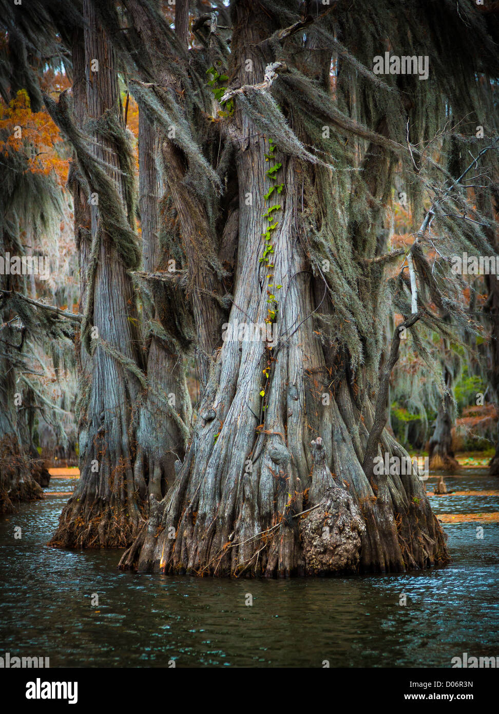 Cypress trees in Caddo Lake State Park, Texas Stock Photo